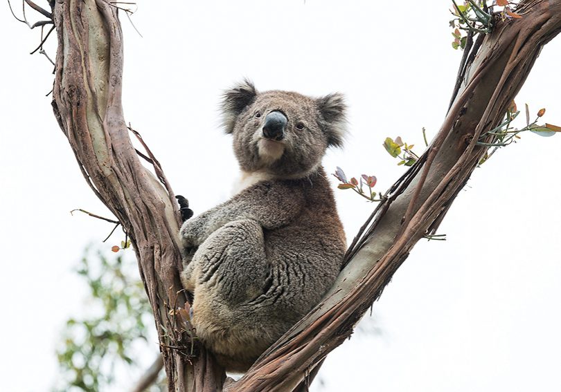 koalapark